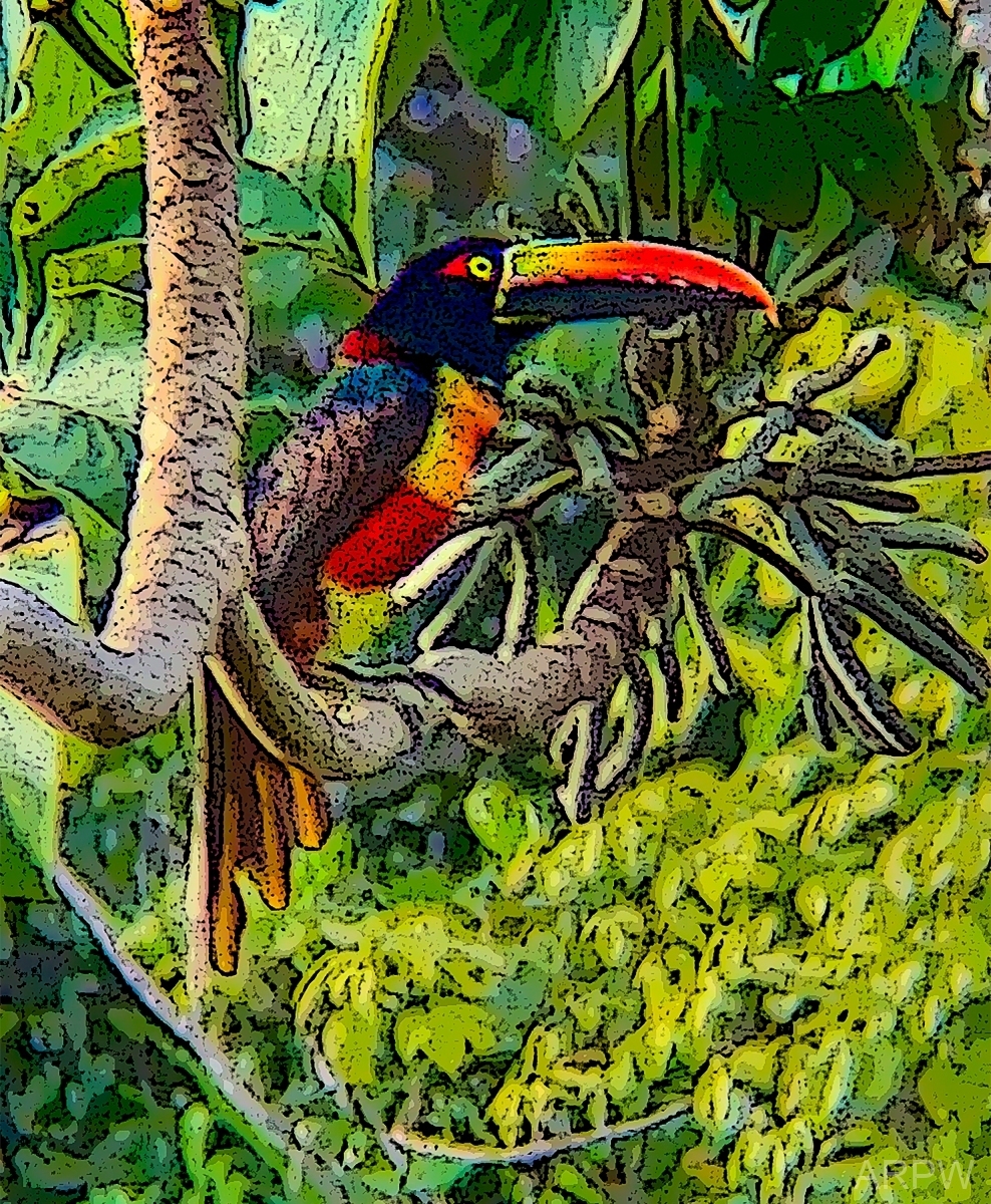 Tucan-Edit-2