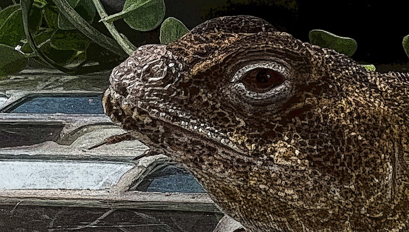 Lizard Eyes 3